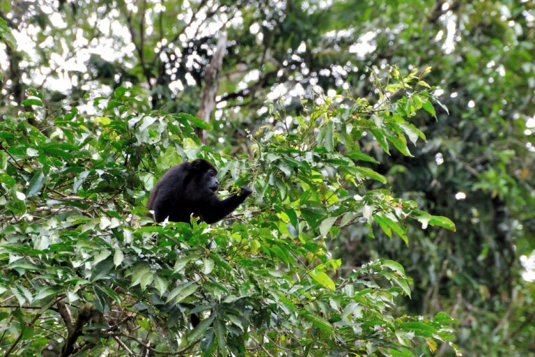 2006-tortuguero-011_30791466640_o-768x512