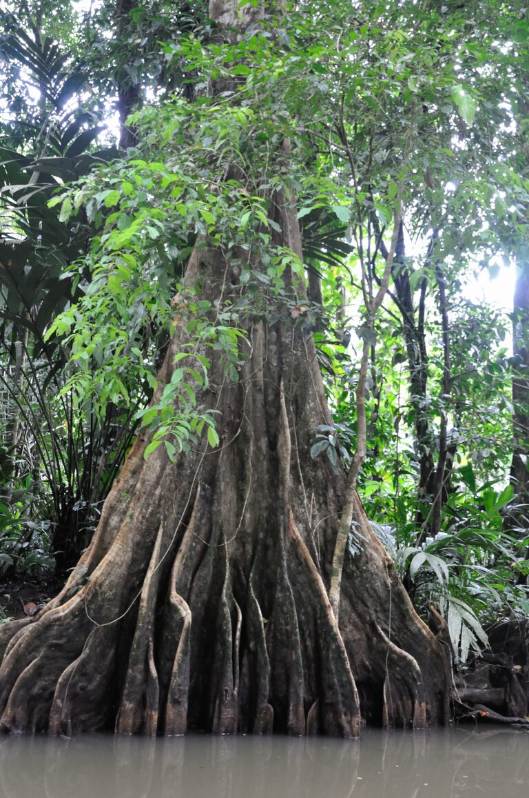 2006-tortuguero-019_31159417175_o