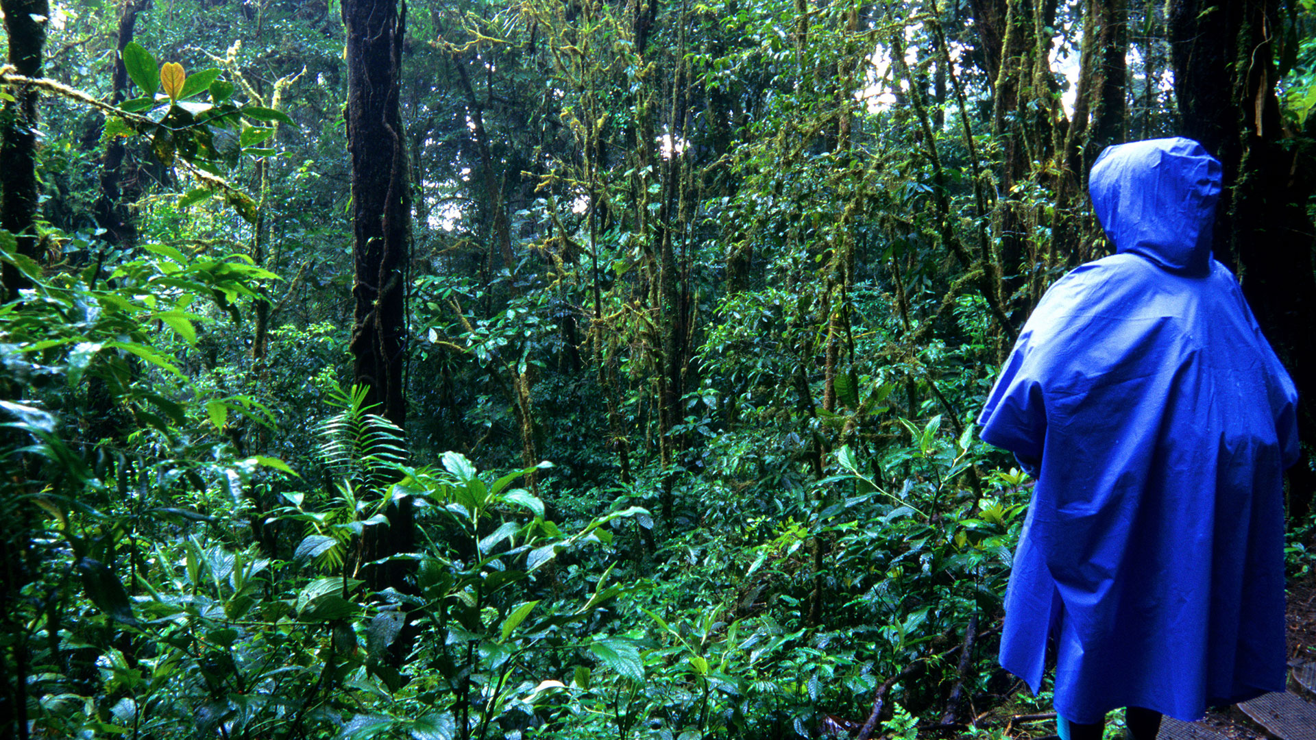 Hidden Wildlife Trails: Offbeat Costa Rica Journeys (Slow Travel Guide 2025)